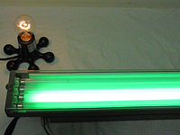 green 66